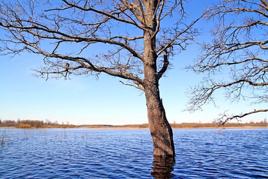 spring flood