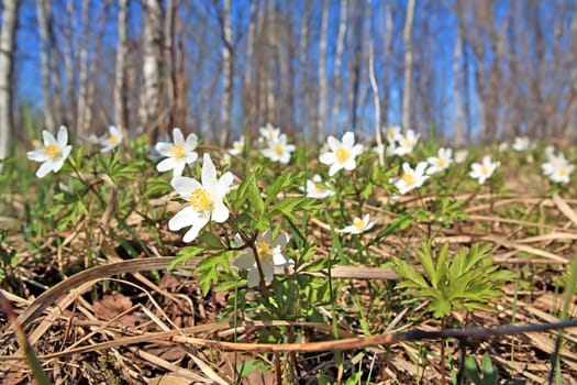 snowdrop in wood
