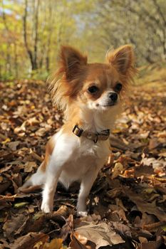 portrait of a cute purebred chihuahua in the dead leafs