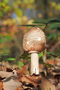 View of mushroom Macrolepiota procera, Lepiote elevee, coulemelle or Parasol mushroom
