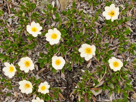 Blooming White Mountain-Avens (Dryas octopetala) in alpine tundra