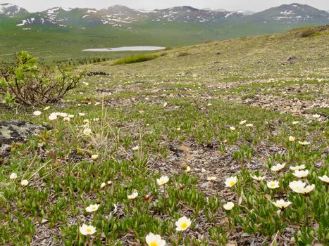 Blooming White Mountain-Avens (Dryas octopetala) in alpine tundra