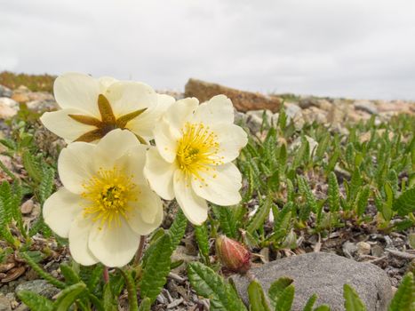 Blooming White Mountain-Avens (Dryas octopetala) in alpine tundra