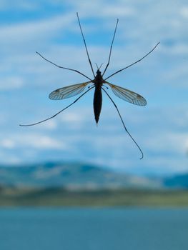 Close-up of crane fly with blurred landscape (lake, hills, blue sky, clouds) in background.