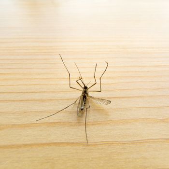 Big dead mosquito laying on its back on wooden board.