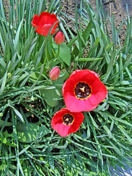 tulips