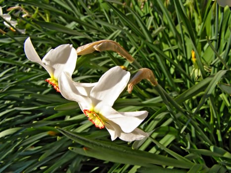 narcissuses in garden