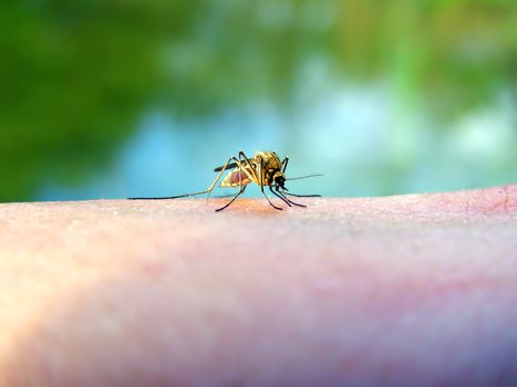 midge on hand of the person