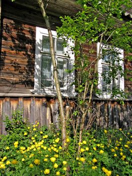 yellow flowerses under wall of the old wooden building