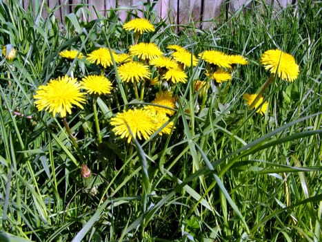 yellow dandelions amongst green herb