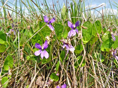 field flowerses amongst dry herb