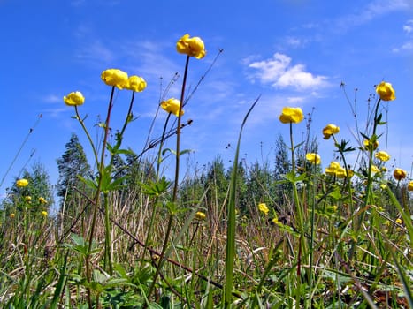 yellow flowerses on green field