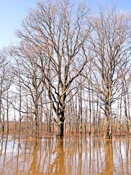 flood in wood