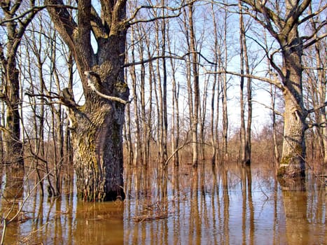 flood in wood