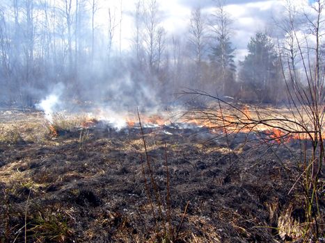 fire in wood