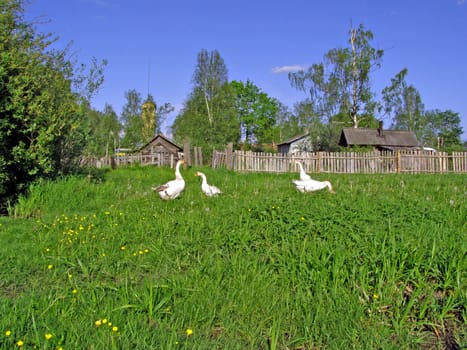 geese on meadow near fence