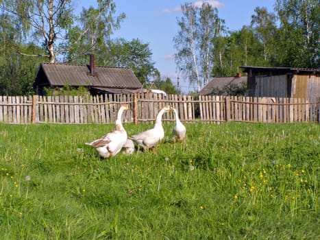 geese on meadow near fence