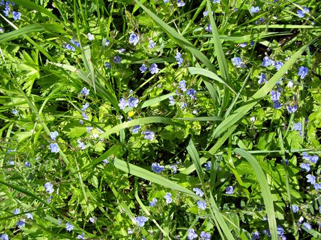 small blue flowerses amongst green herb