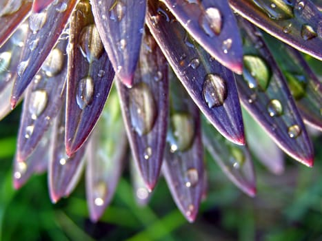 dripped rain on sheet of the lilies