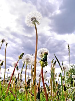 dandelions on background cloudy sky