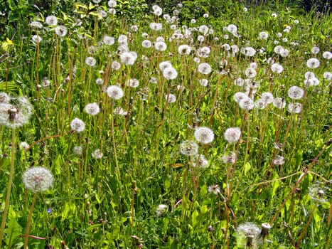 dandelions on field