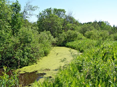 lake coated by duckweed