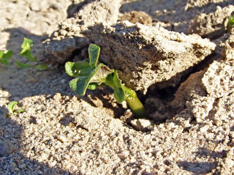 sprout of the potatoes breaks dry land