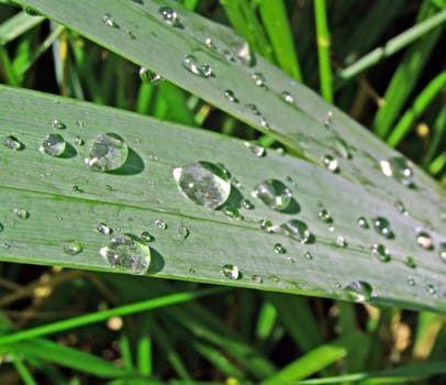 dripped rain on herb