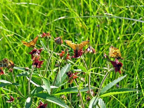 butterflies on flowerses