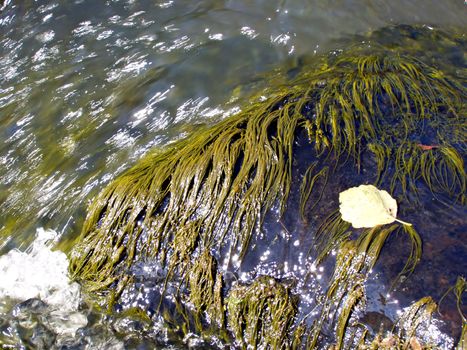 algaes on stone