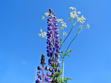 lupines on field