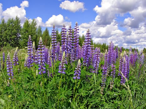 lupines on field
