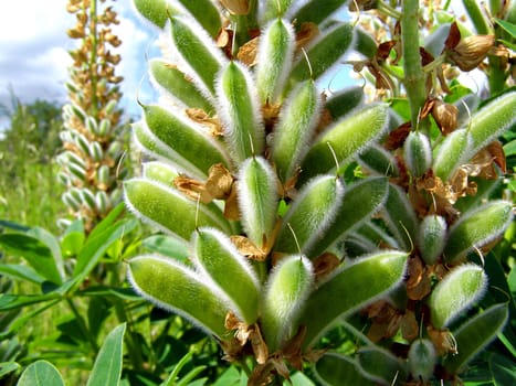 lupines on field