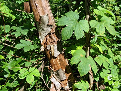 old tree amongst green sheet
