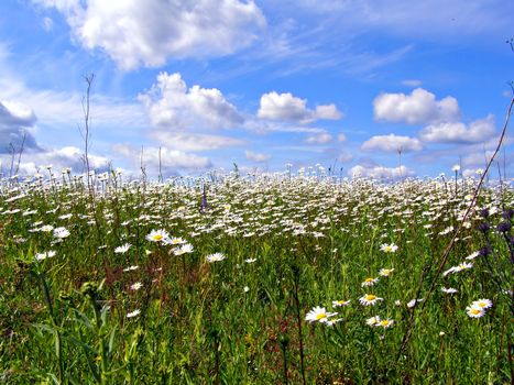 daisywheels on field
