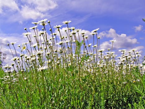daisywheels on field