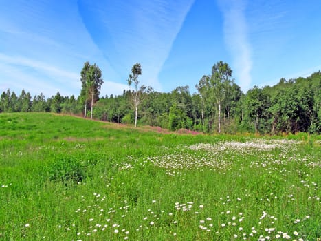 meadow near wood
