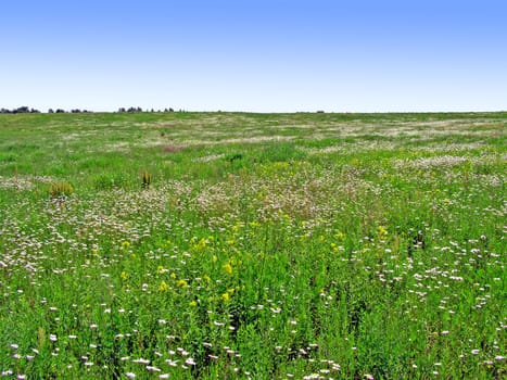 spring meadow