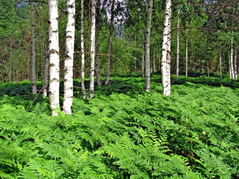 fern in birch wood