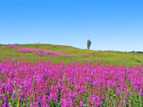lilac flowers on field
