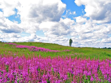 lilac flowers on field