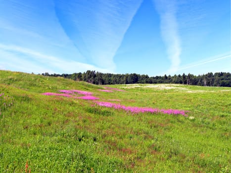 lilac flowers on field