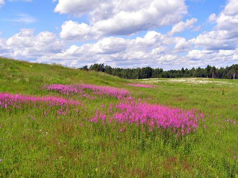 lilac flowers on field