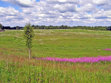 lilac flowers on field