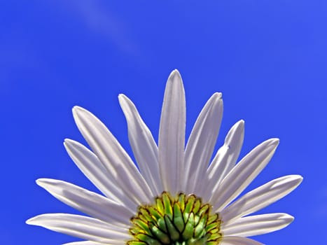 flowerses of the daisywheel on blue background