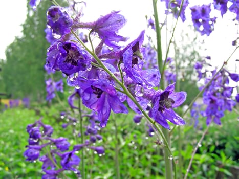 blue flower in garden