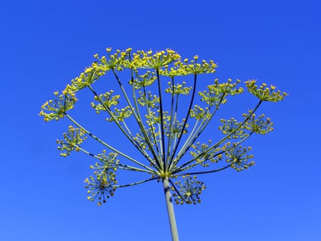dill on blue background