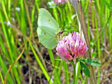 butterfly on dutch clover