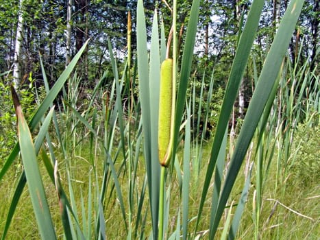 green reed in marsh