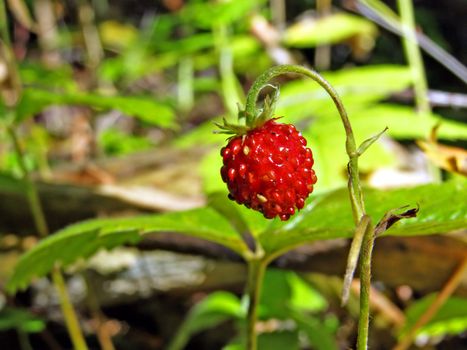 timber strawberry